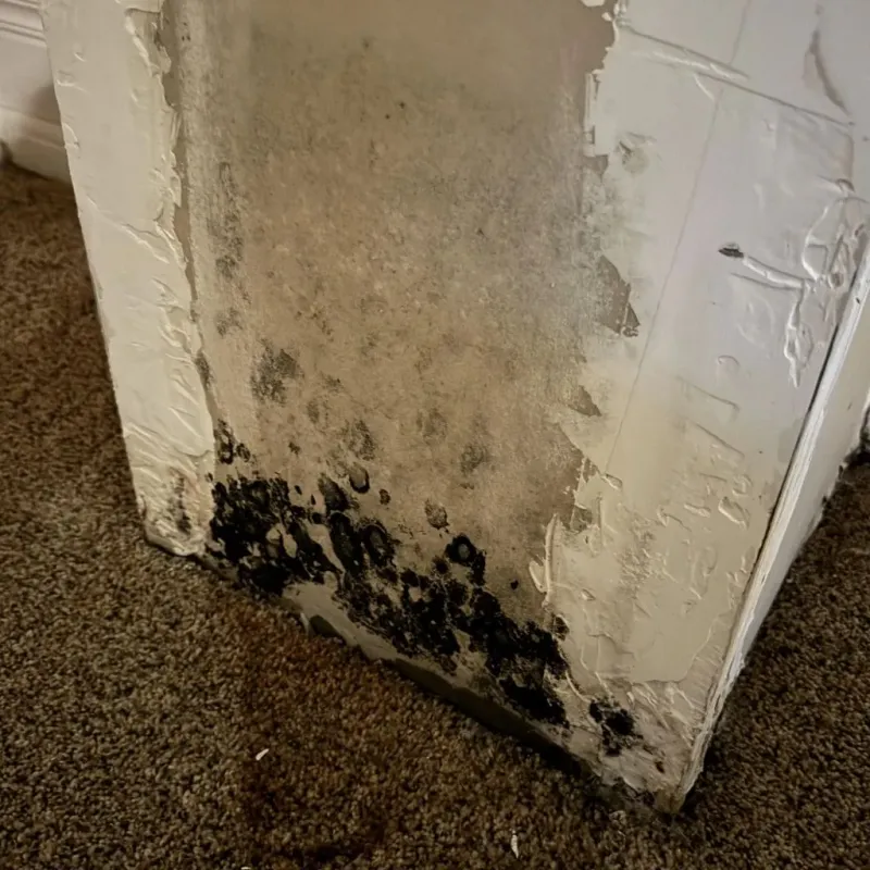 Professional Mold Removal in Farragut, TN